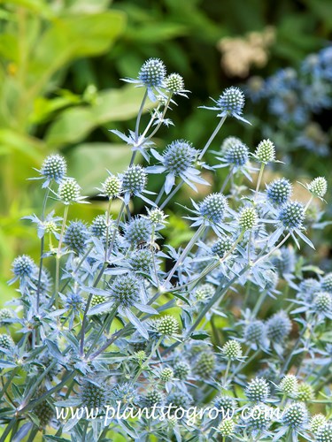 Blue Cap Sea Holly (Eryngium planum) 
The globular part is the flower , the stiff blue petal-like structures are bracts.  These plants were stunning on will be on my short list for my garden